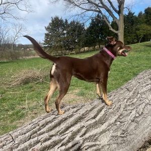 Meet your Posher, Susan